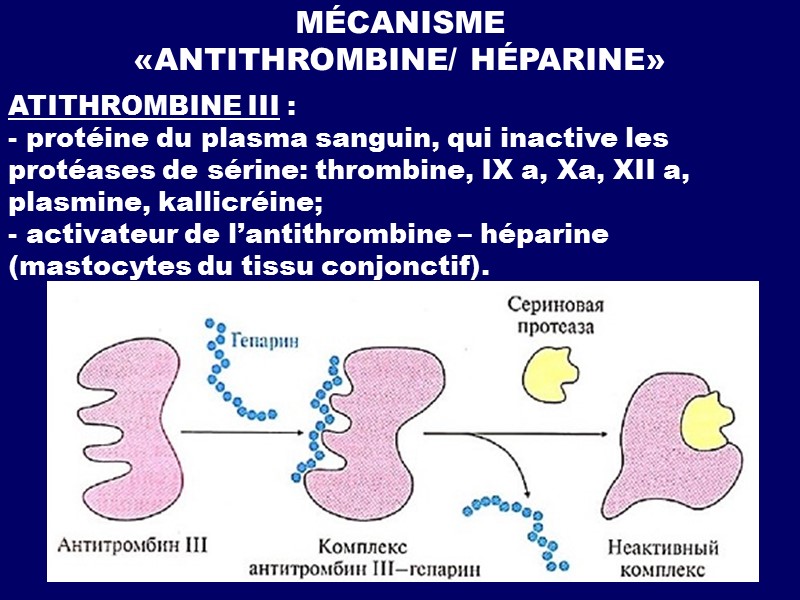MÉCANISME «ANTITHROMBINE/ HÉPARINE» ATITHROMBINE III : - protéine du plasma sanguin, qui inactive les